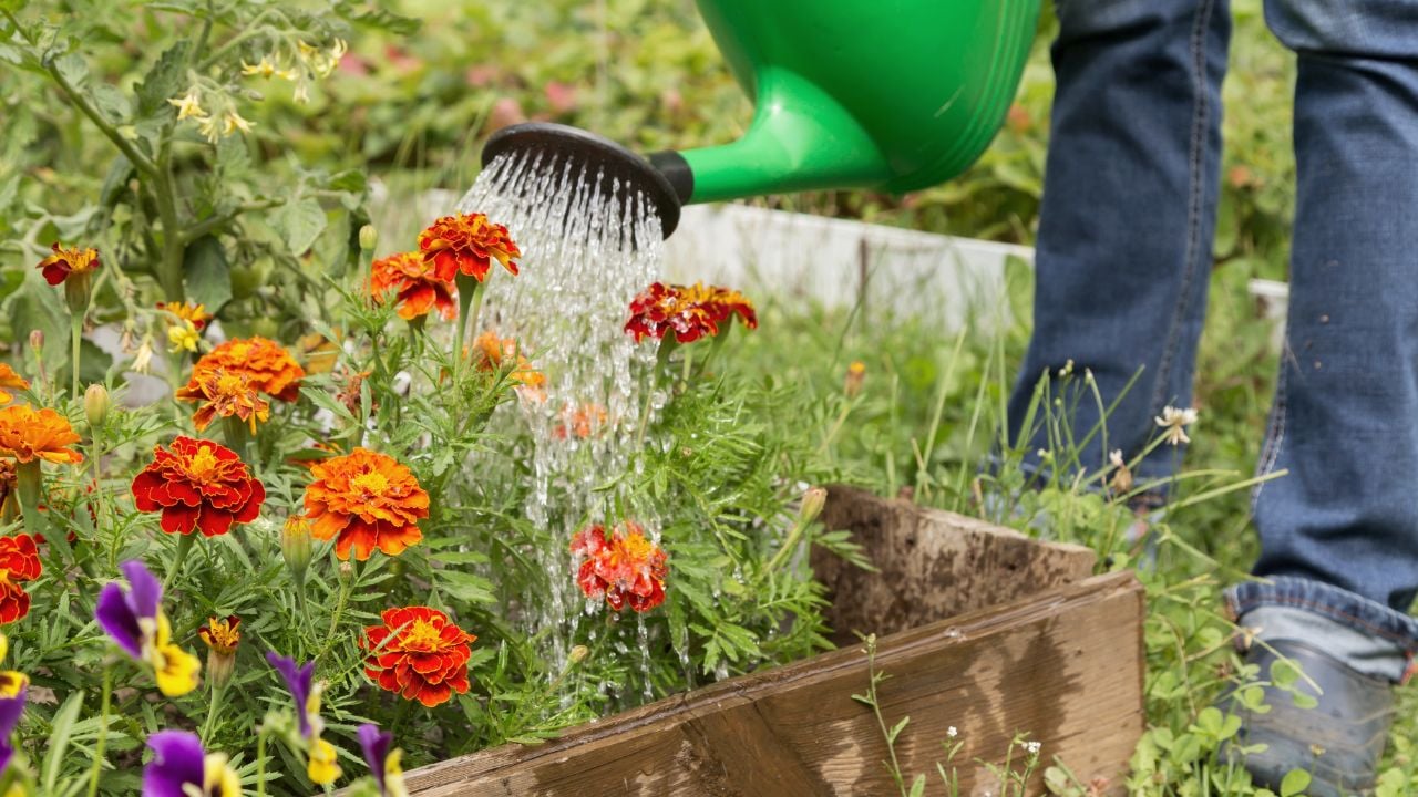 Gardener watering flowerbed with red orange tagetes, marigold flowers with water in watering can in garden close up