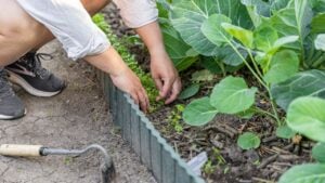 Gardener weeding vegetable garden patch with cabbage and parsley growing