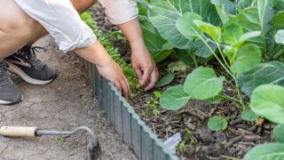 Gardener weeding vegetable garden patch with cabbage and parsley growing