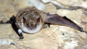 Geoffroy's bat Myotis emarginatus, species of vesper bat.Ringed