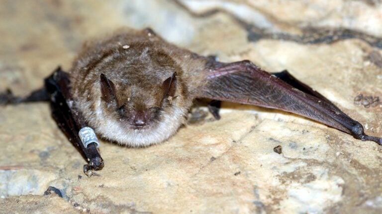 Geoffroy's bat Myotis emarginatus, species of vesper bat.Ringed