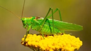 Green grasshopper on a yarrow flower. Large marsh grasshopper, Stethophyma grossum, a critically endangered insect typical of wet grasslands and swamps.