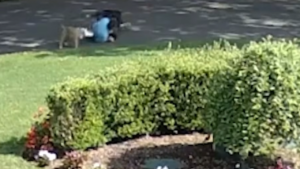 pitbulls attack jogger in new york.
