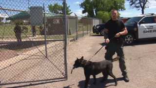 police dog bites child.