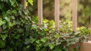 Ivy vines growing on wooden posts, Gardening, English garden, Warm weather and Sunshine, Calming, Background