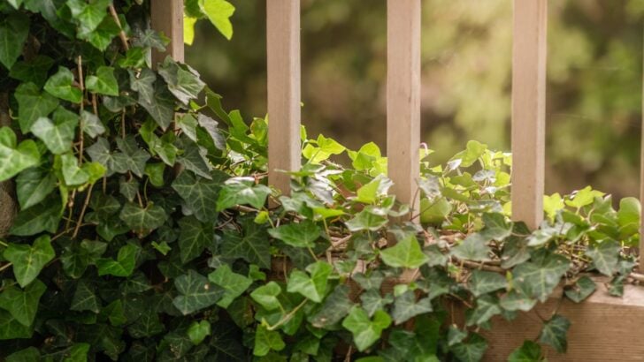 Experts Warn to Avoid These 9 Problem Plants in the Garden, Especially If You’re a Beginner