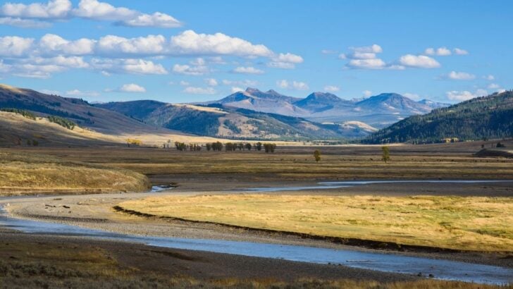 Yellowstone Hiker Uses Bear Spray on Wolf That Followed Him