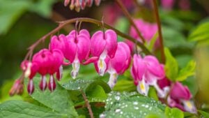 Lamprocapnos spectabilis, bleeding heart or Asian bleeding-heart, is a species of flowering plant belonging to the fumitory subfamily,fumarioideae