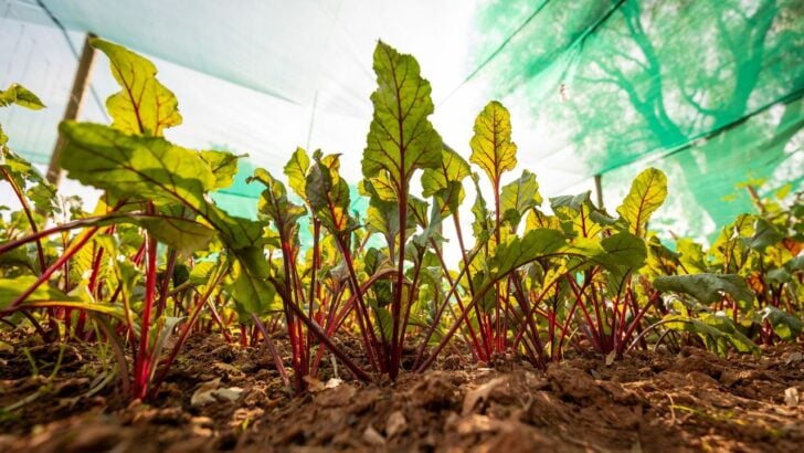Is The Heat To Blame for Your Struggling Vegetable Garden This Summer? Stop Making These 7 Mistakes