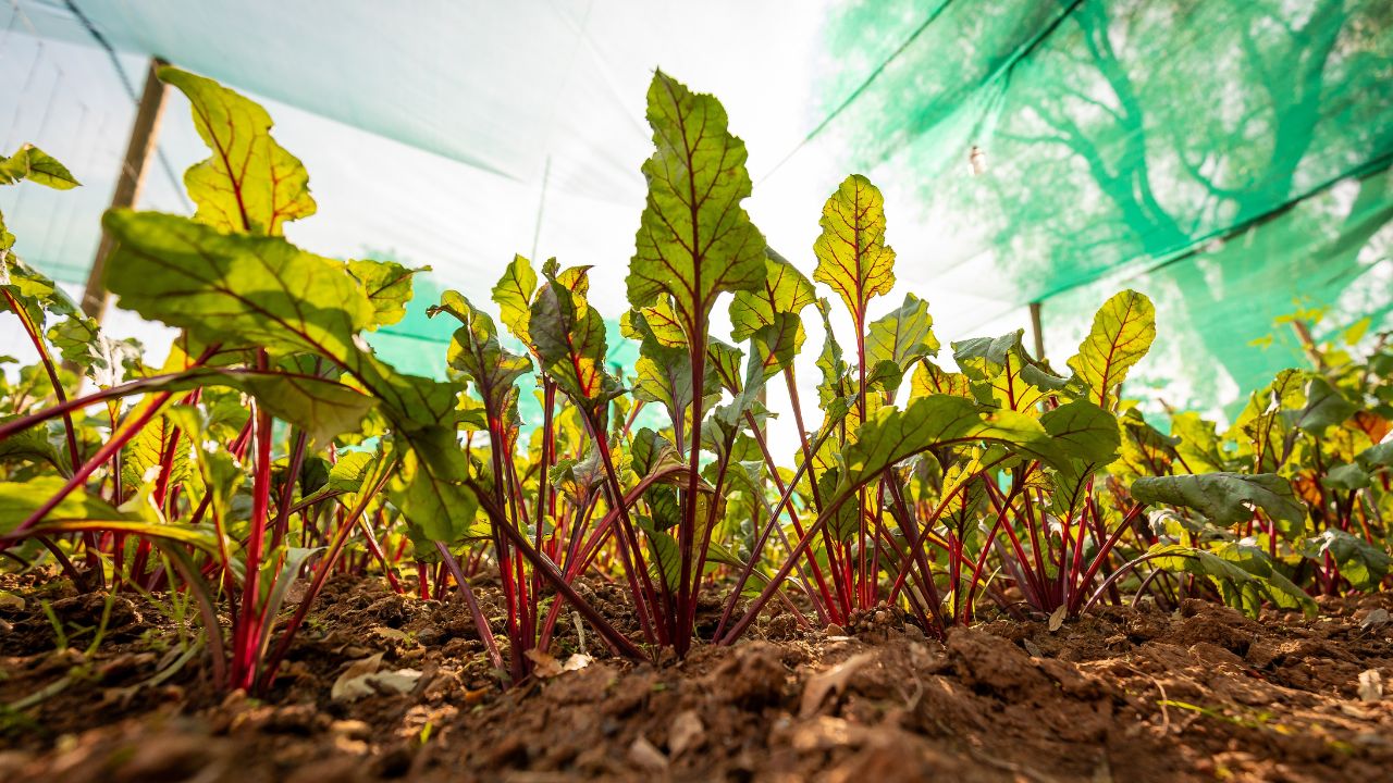 Low-angle view of vibrant young beetroot plants with deep red stems and yellow-green leaves growing in rich soil under a green shade cloth in a controlled greenhouse environment.
