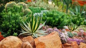 Lush succulent garden with agave and cacti in natural rock setting, formed landscape design background.