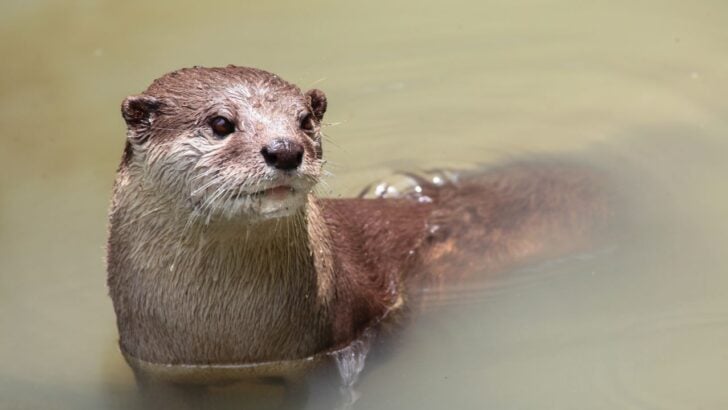 North American River Otter Spotted in Bronx River for First Time in About 100 Years