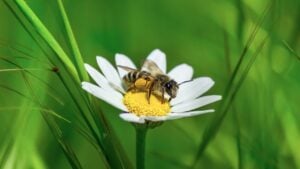 Macro close-up of a bee standing on a flower collecting pollen