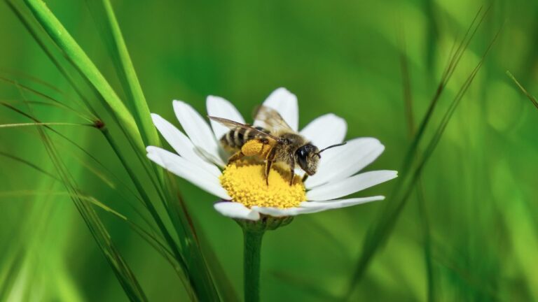 Macro close-up of a bee standing on a flower collecting pollen