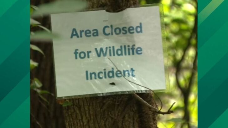 Rapid Beaver Attacks Appear to Be on the Rise in This Maryland Town