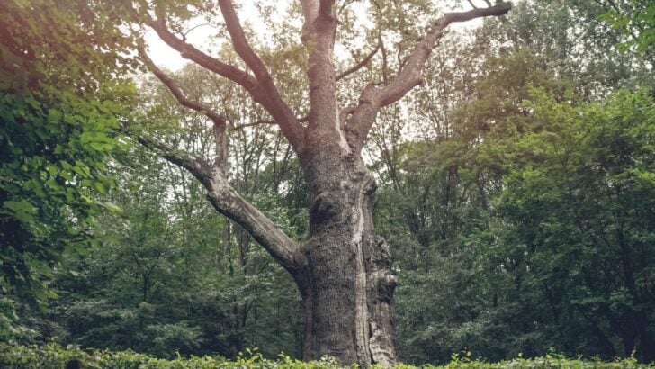Is Your Foundation In Danger? If You Have Any of These 10 Trees in Your Yard, It Might Be