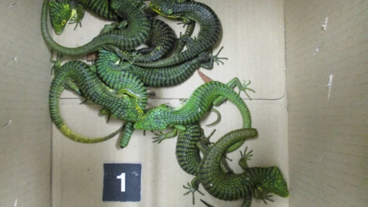 TSA Officers Make an Unusually Large Reptilian Discovery Inside Several Socks