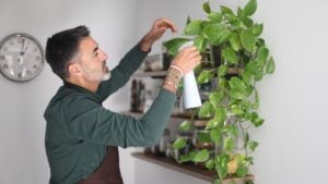 Middle aged man in apron spraying water on a green pothos plant, engaging in a relaxing home gardening activity