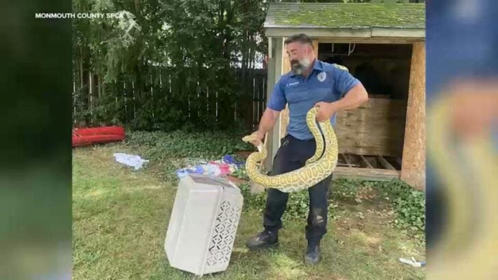 An 8-Foot Burmese Python Was Found Under a New Jersey Shed After Eating an Opossum