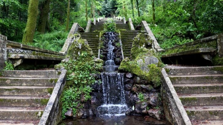 Portugal’s 400-Year-Old Forest Earns Rare “Healing Forest” Certification, Joining 3 Others Worldwide