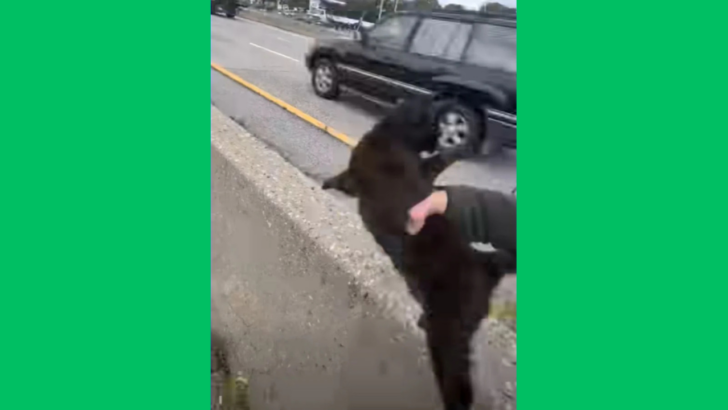 New York Police Shut Down Highway So They Can Save a Tiny Kitten Sleeping in Traffic