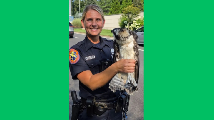 New York Police Get an Unexpected 911 Call After Young Osprey Found Out of Its Nest