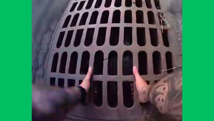 New York Officer Rescues a Dog from a Storm Drain, Despite Getting a Few Nips