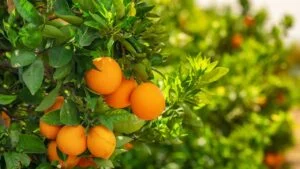 Orange garden with ripe oranges on tree branches. Beautiful orange trees in an orchard. Fruit trees laden with ripe fruits. Juicy citrus fruits ripening in the sun