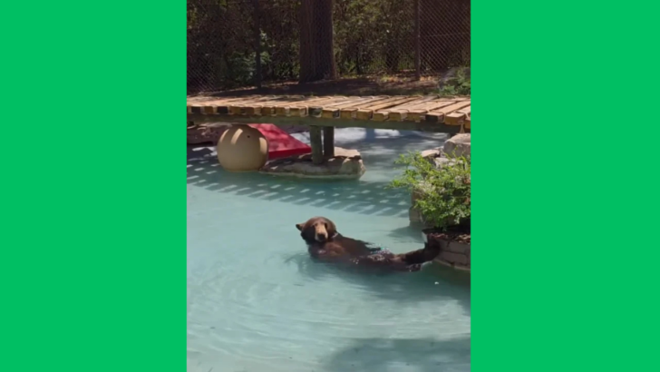 Texas Zoo Officials Get Creative to Keep Animals Cool in the Excessive Summer Heat