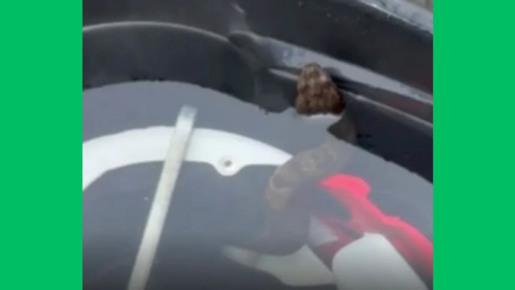 Arkansas High School Student Shocked to Find a Massive Pit Viper Hiding in His Football Helmet