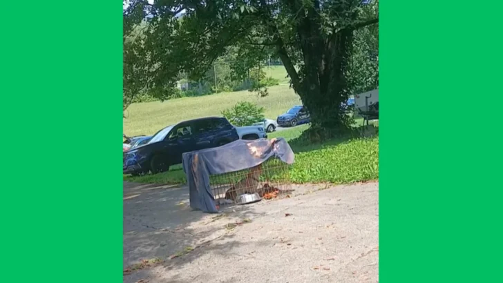 Tennessee Community Rallies Together in the Largest Animal Rescue Effort Ever Seen Locally