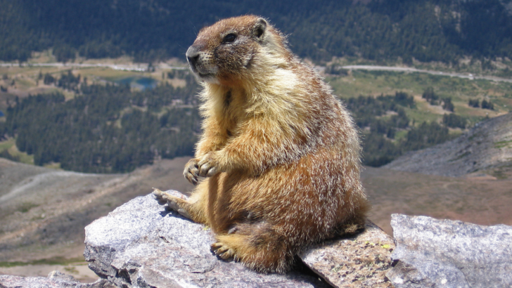 Meet ‘OnlyMarms,’ the Surprising Way Scientists Are Funding Marmot Research