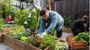 People gardening in a community garden. A man tends to plants in a raised bed, while others work nearby. Lush greenery surrounds the wooden planters.