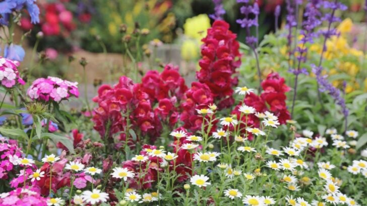 12 “Set It and Forget It” Perennials That Thrive on Neglect
