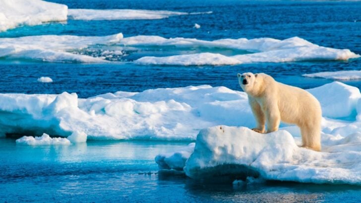 Trump Administration Pulls Funding for the 2026 Arctic Environmental Report (And Beyond)