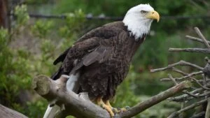 Portrait of a Bald Eagle