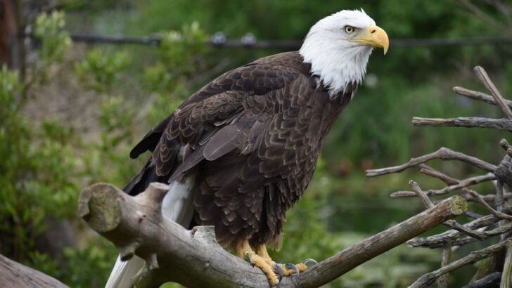 Washington State Man Accused of Killing Bald Eagle Found Near His Chickens Faces Federal Charges