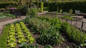 Potager (Ornamental Vegetable or Kitchen Garden) with Home Grown Organic Produce in Rural Devon, England, UK