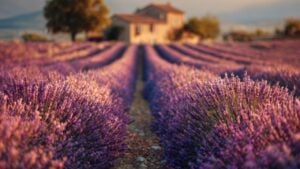 Serene lavender fields at sunset with a quaint farmhouse in the background.