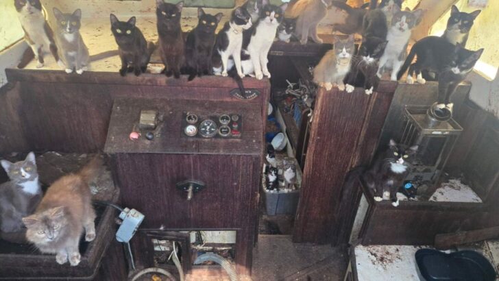 An Abandoned Boat Off Tacoma Was Discovered with 30 Cats