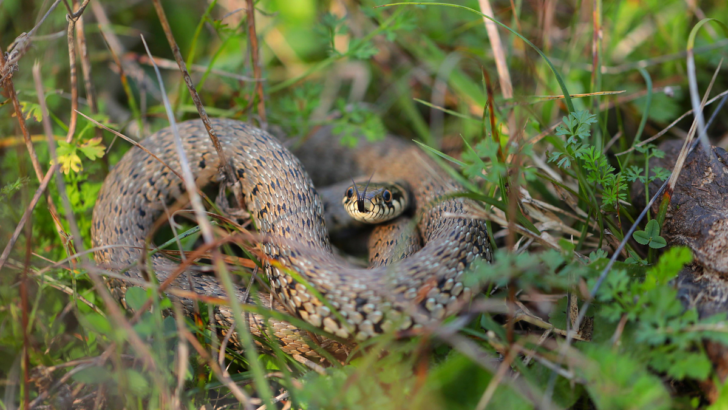 A Georgia School District Canceled Classes to Check Every Single Campus for Snakes