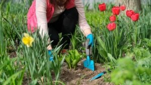 Springtime, spring seasonal gardening. Woman hands with garden tools working with soil and cultivating hostas with young green plants