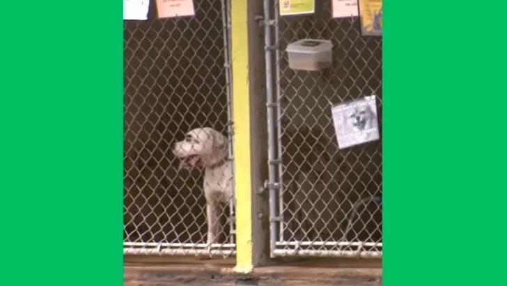 Texas Pet Adoptions on Hold Over New World Screwworm Concerns