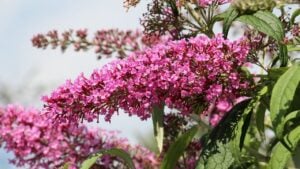 The buddleja davidii bush is blooming in the garden