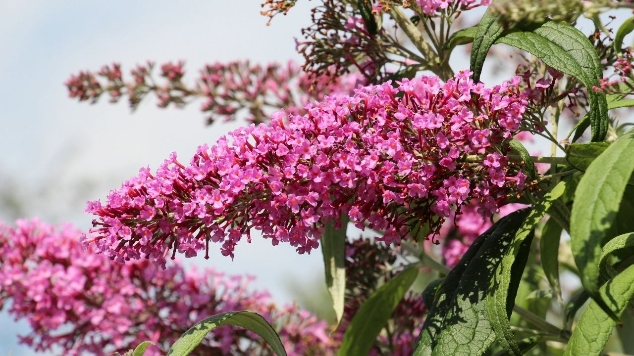 The buddleja davidii bush is blooming in the garden