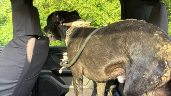 A Missing Three-Legged Dog Was Pulled From a 20-Foot Sinkhole Two Blocks From Home