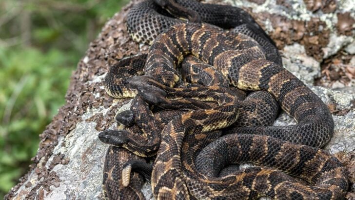 Man Caught Searching Protected Connecticut Forest for Snakes Charged with Illegally Possessing 46 Venomous Snakes