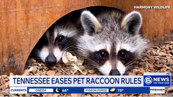 Tennessee Just Made It Easier for Raccoon Lovers to Have the Pet of Their Dreams