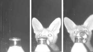 Fox Steals Milk Delivery