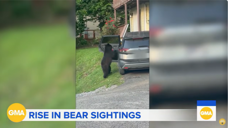 The West Is Having an ‘Extraordinary Bear Year’ — Experts Explain the Surge